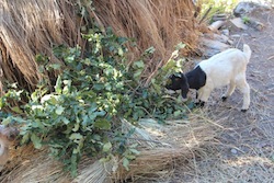 木を植えてください